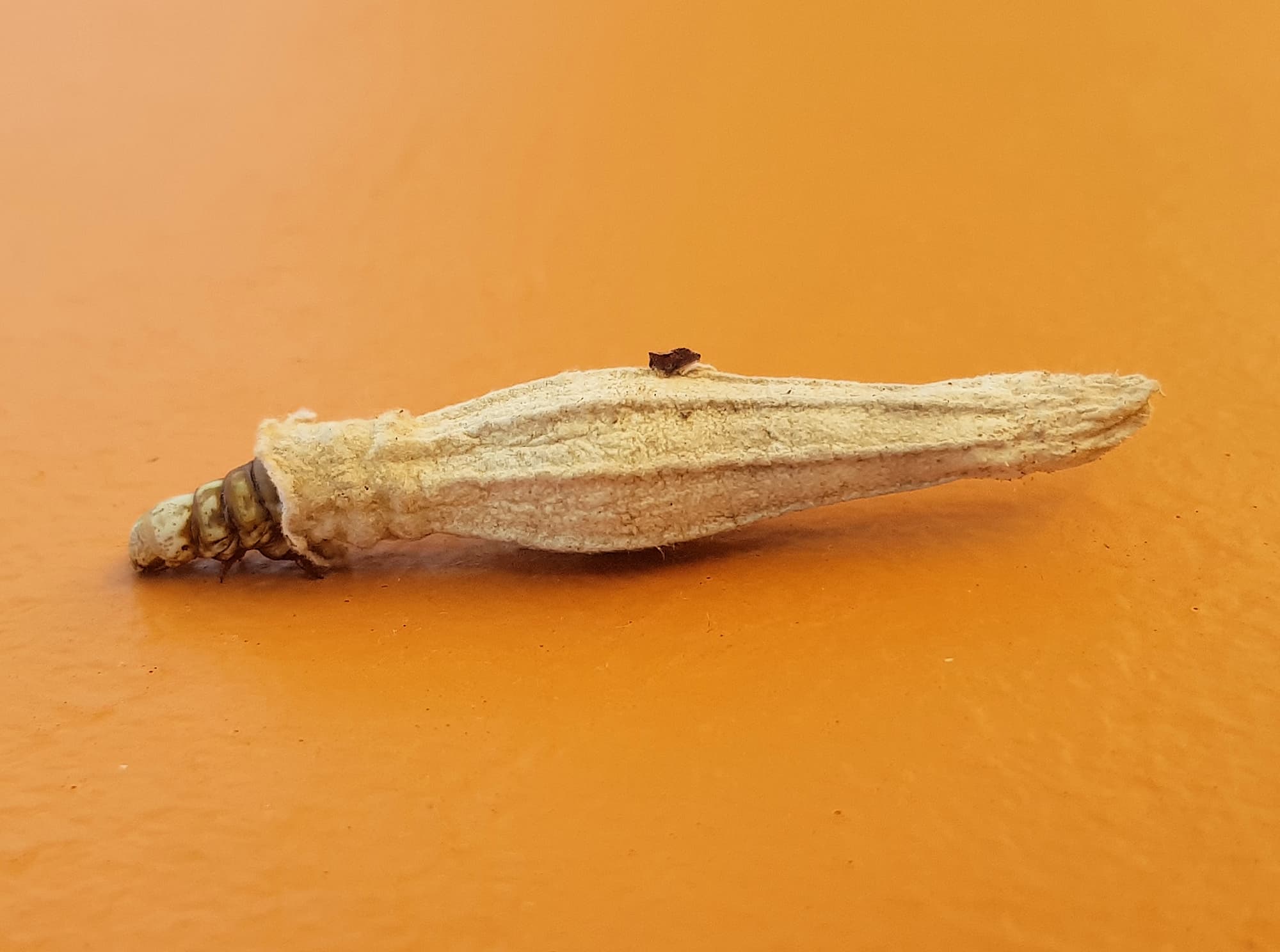 Ribbed Case Moth (Hyalarcta nigrescens), Alice Springs, NT