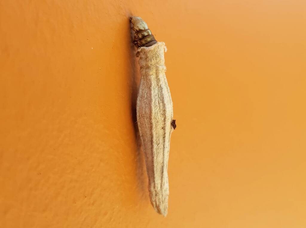 Ribbed Case Moth (Hyalarcta nigrescens), Alice Springs, NT