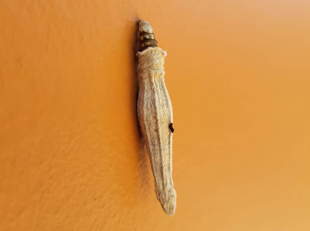 Ribbed Case Moth (Hyalarcta nigrescens), Alice Springs, NT