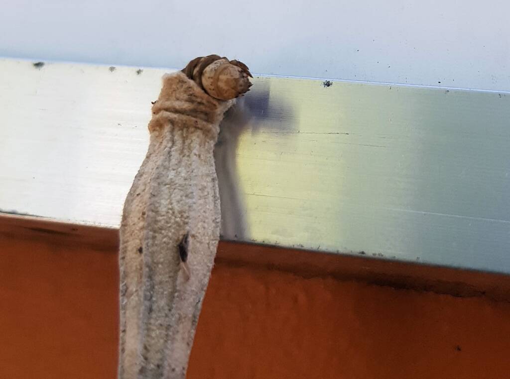 Case Moth (Family Psychidae), Alice Springs, NT
