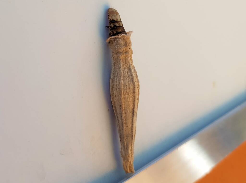 Ribbed Case Moth (Hyalarcta nigrescens), Alice Springs, NT