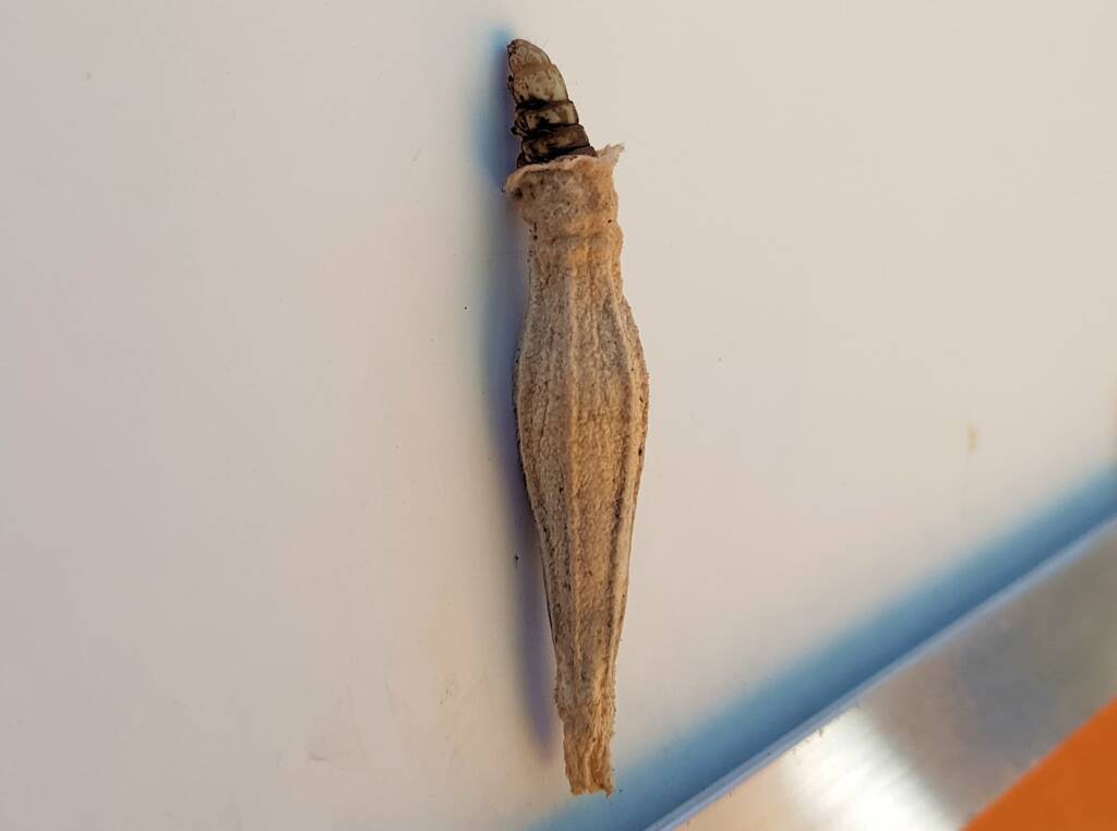 Ribbed Case Moth (Hyalarcta nigrescens), Alice Springs, NT