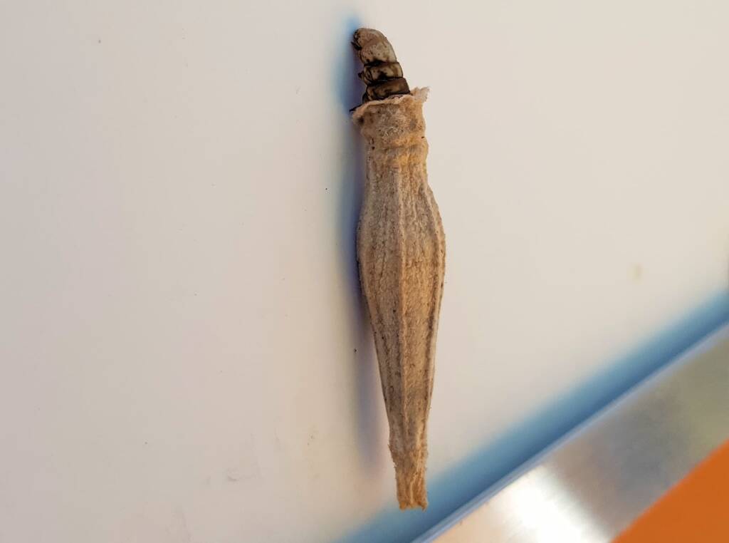 Ribbed Case Moth (Hyalarcta nigrescens), Alice Springs, NT