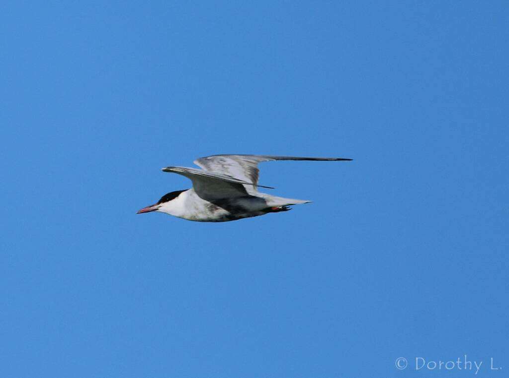 Whiskered Tern (Chlidonias hybrida), Alice Springs Sewage Ponds