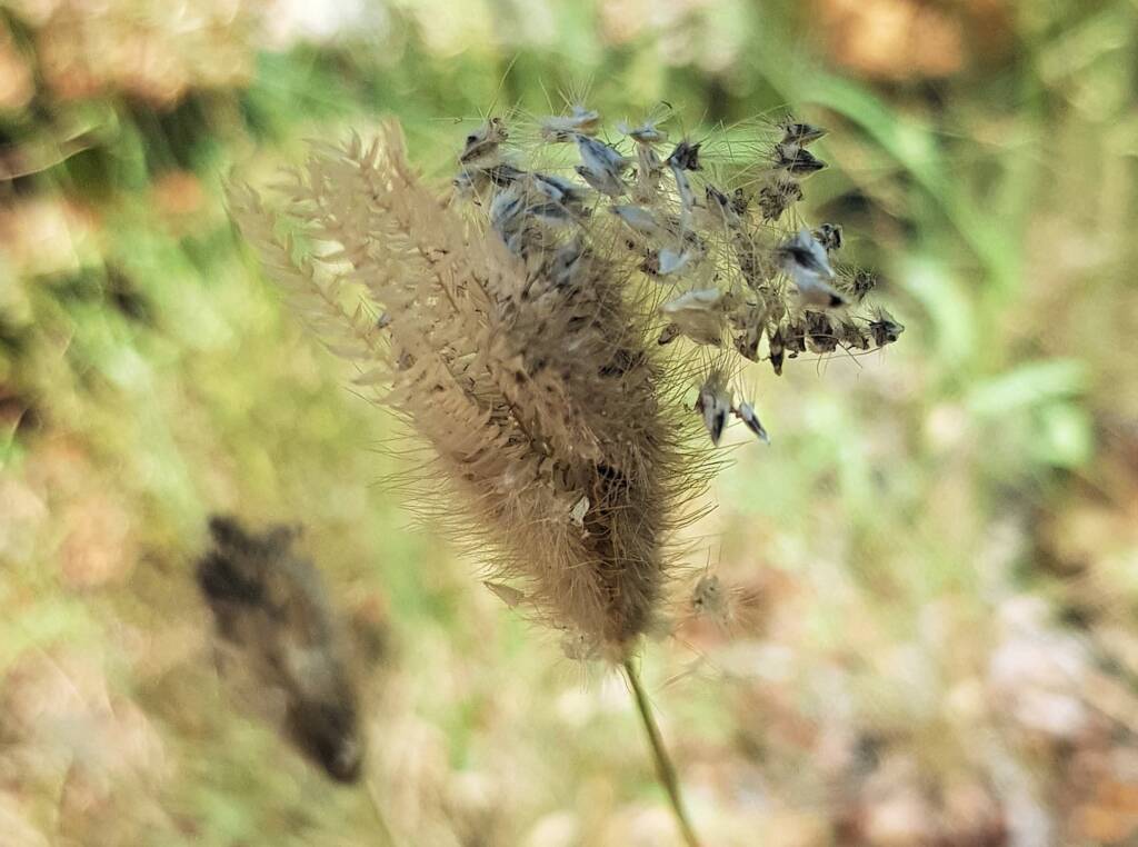 Chloris barbata (formerly Chloris inflata), Ormiston Gorge, NT