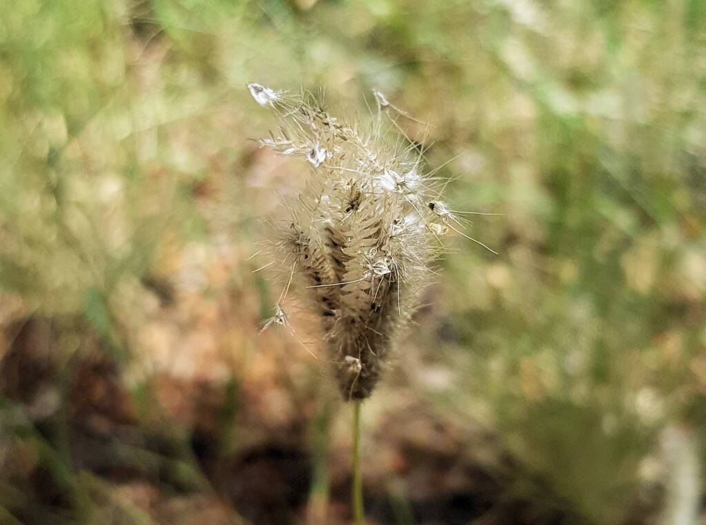 Chloris barbata (formerly Chloris inflata), Ormiston Gorge, NT