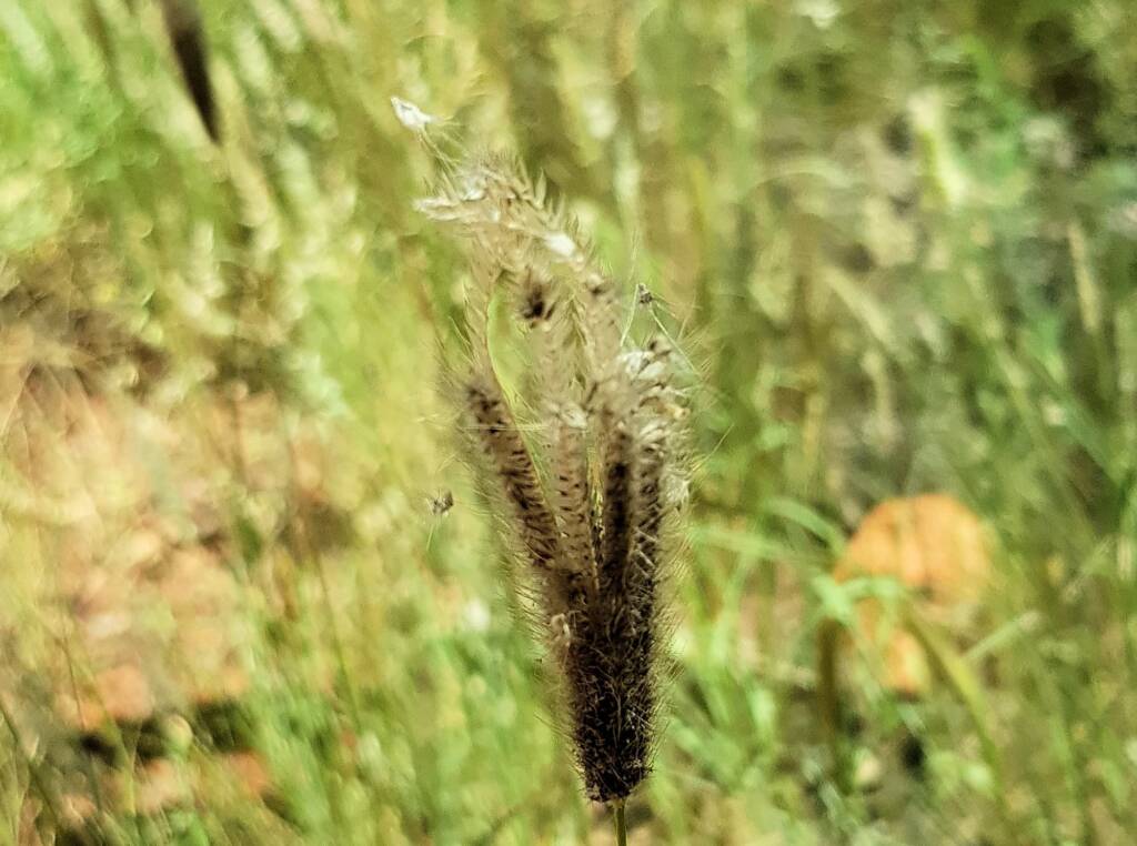 Chloris barbata (formerly Chloris inflata), Ormiston Gorge, NTq