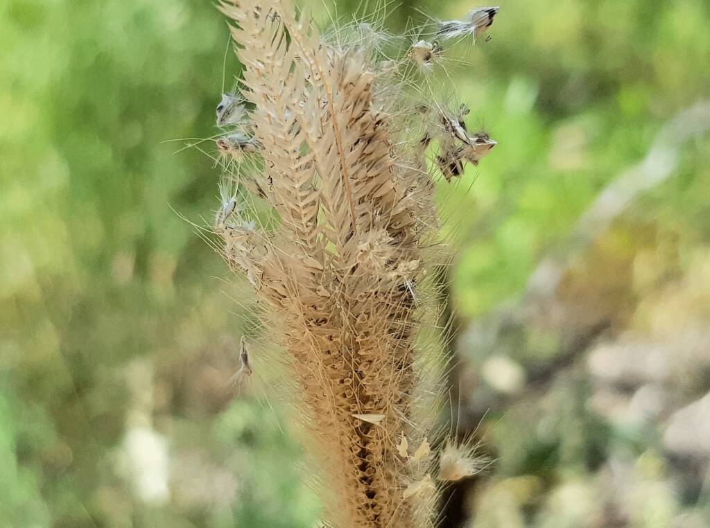 Chloris barbata (formerly Chloris inflata), Ormiston Gorge, NT