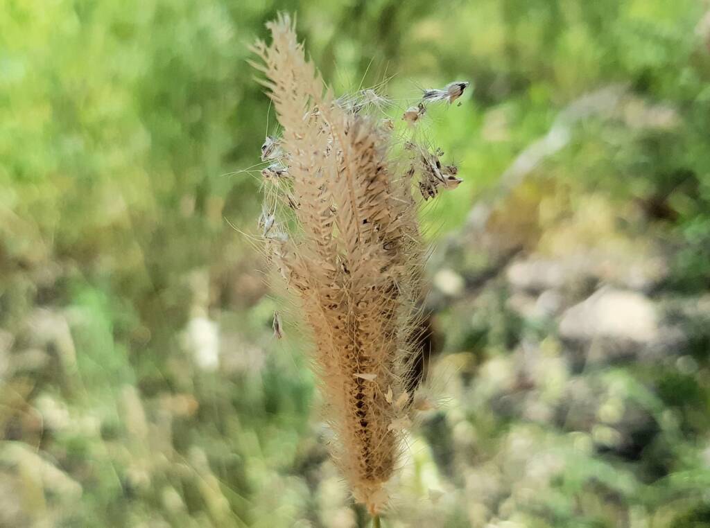 Chloris barbata (formerly Chloris inflata), Ormiston Gorge, NT