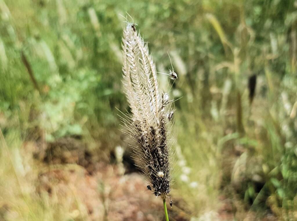 Chloris barbata (formerly Chloris inflata), Ormiston Gorge, NT