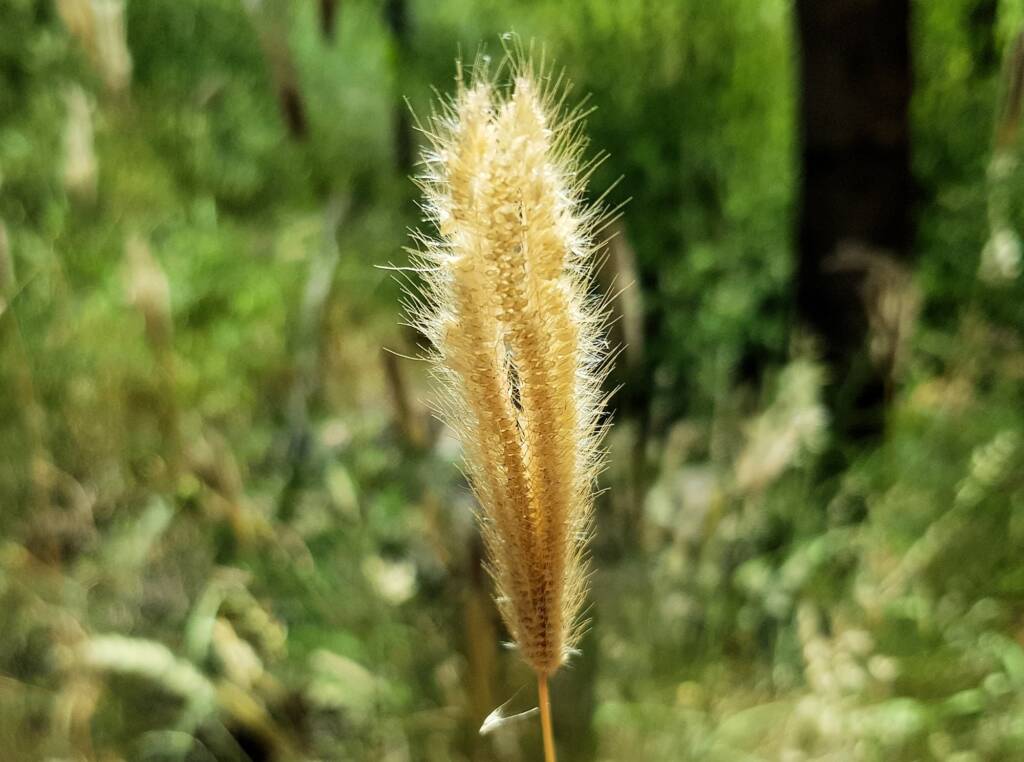 Chloris barbata (formerly Chloris inflata), Ormiston Gorge, NT