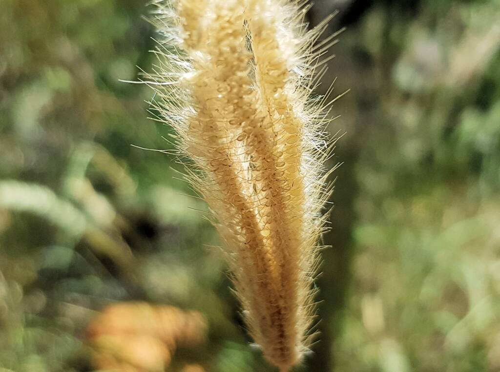 Chloris barbata (formerly Chloris inflata), Ormiston Gorge, NT