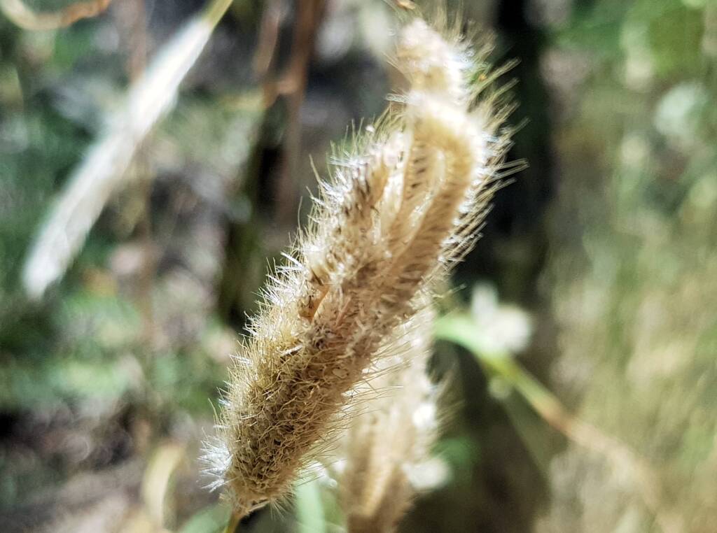 Chloris barbata (formerly Chloris inflata), Ormiston Gorge, NT