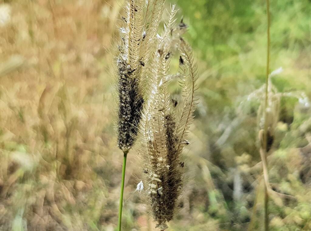 Chloris barbata (formerly Chloris inflata), Ormiston Gorge, NT