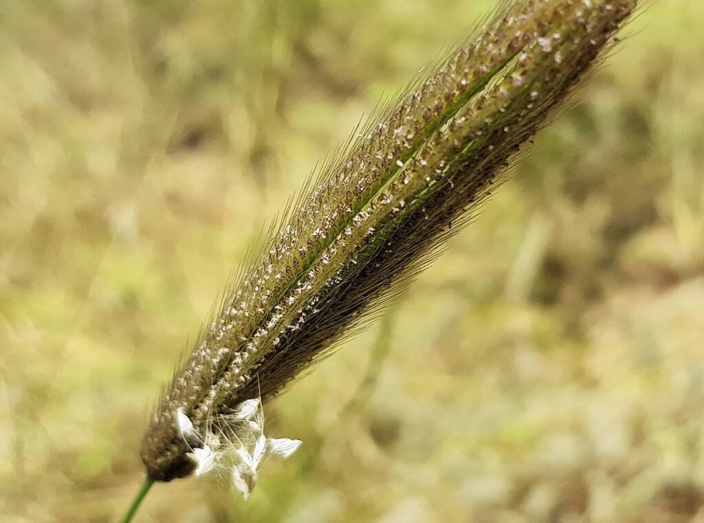 Chloris barbata (formerly Chloris inflata), Ormiston Gorge, NT