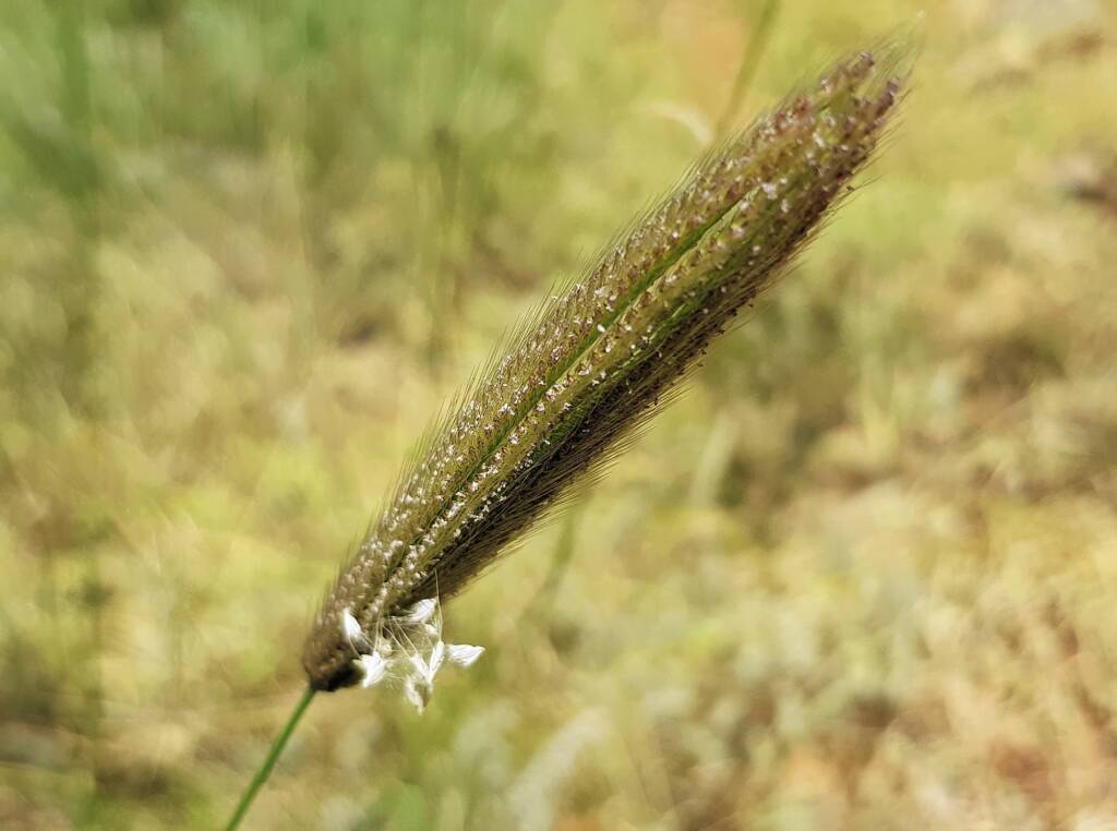 Chloris barbata (formerly Chloris inflata), Ormiston Gorge, NT