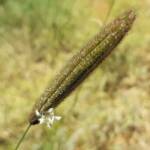 Chloris barbata (formerly Chloris inflata), Ormiston Gorge, NT