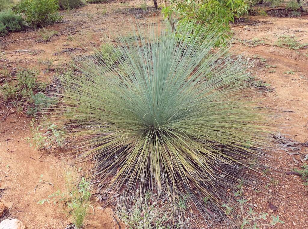 Desert Grass Tree (Xanthorrhoea Thorntonii), Olive Pink Botanic Garden, NT