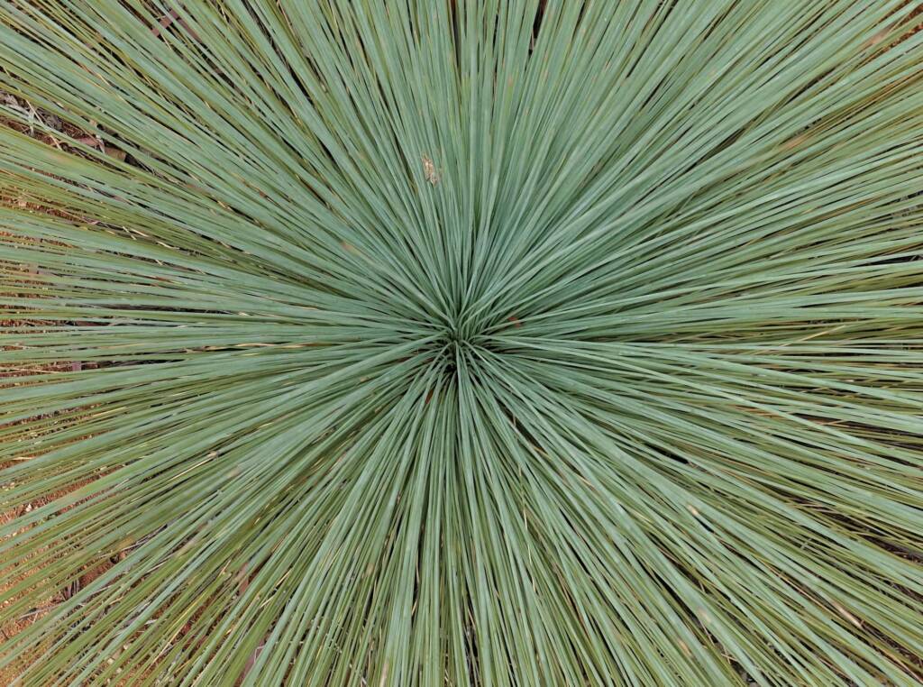 Desert Grass Tree (Xanthorrhoea Thorntonii), Olive Pink Botanic Garden, NT