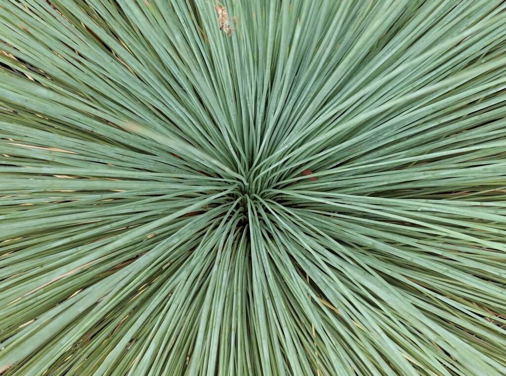 Desert Grass Tree (Xanthorrhoea Thorntonii), Olive Pink Botanic Garden, NT