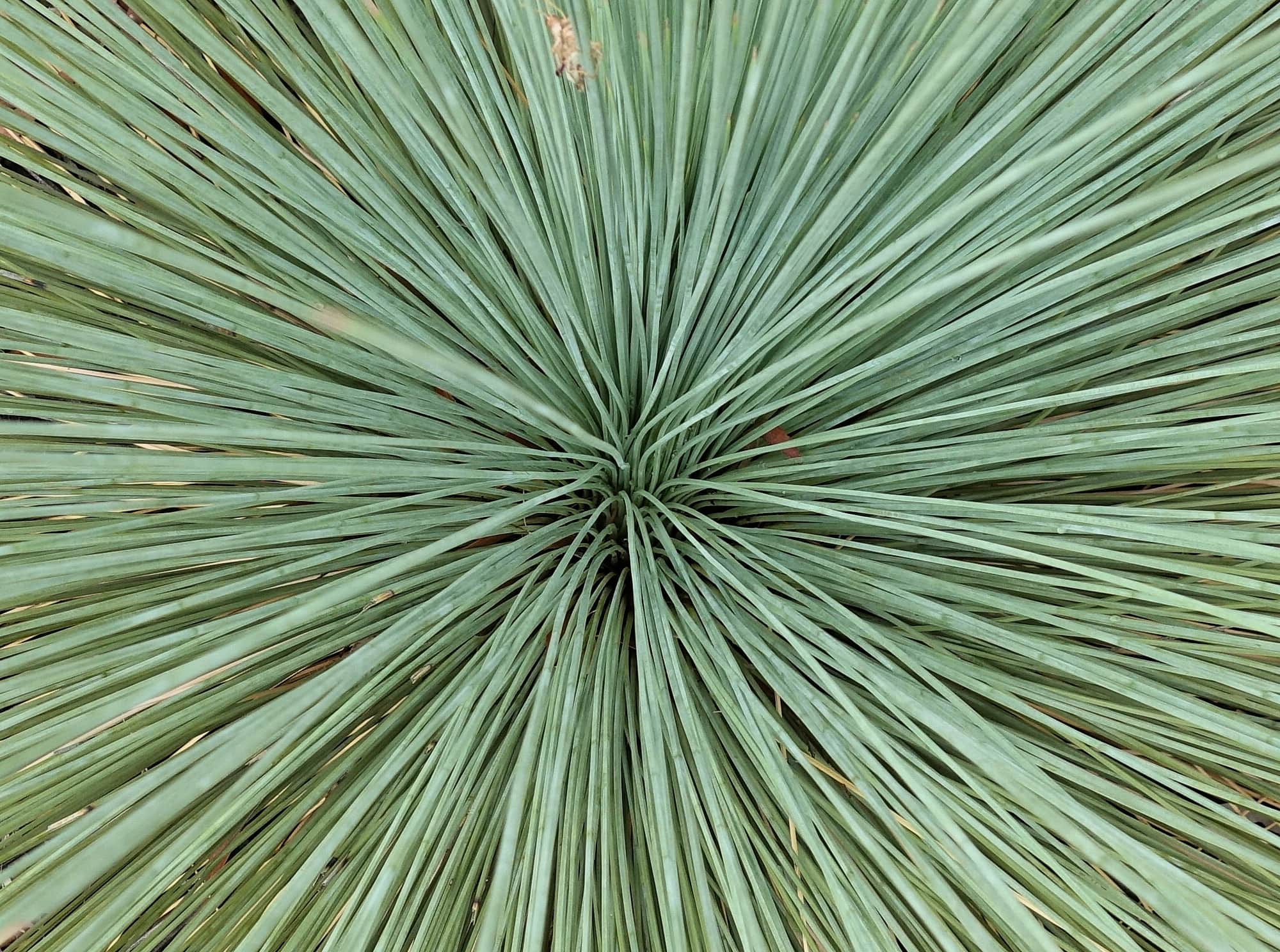 Desert Grass Tree (Xanthorrhoea Thorntonii), Olive Pink Botanic Garden, NTthorntonii
