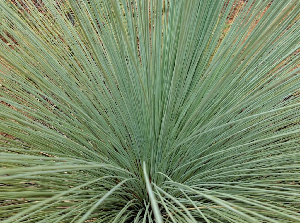 Desert Grass Tree (Xanthorrhoea Thorntonii), Olive Pink Botanic Garden, NT