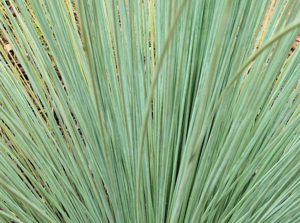 Desert Grass Tree (Xanthorrhoea Thorntonii), Olive Pink Botanic Garden, NT