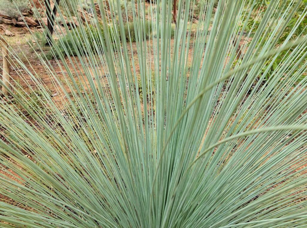 Desert Grass Tree (Xanthorrhoea Thorntonii), Olive Pink Botanic Garden, NT