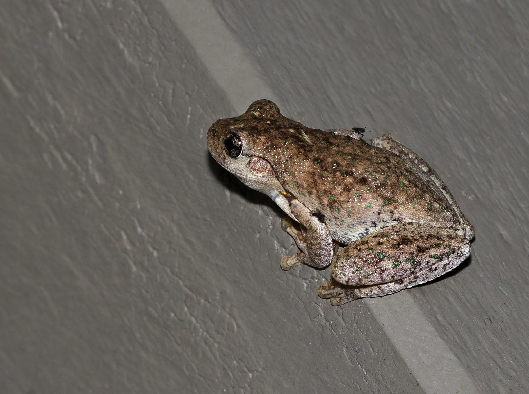 Emerald-spotted Tree Frog (Litoria peronii) © Ann van Breeman