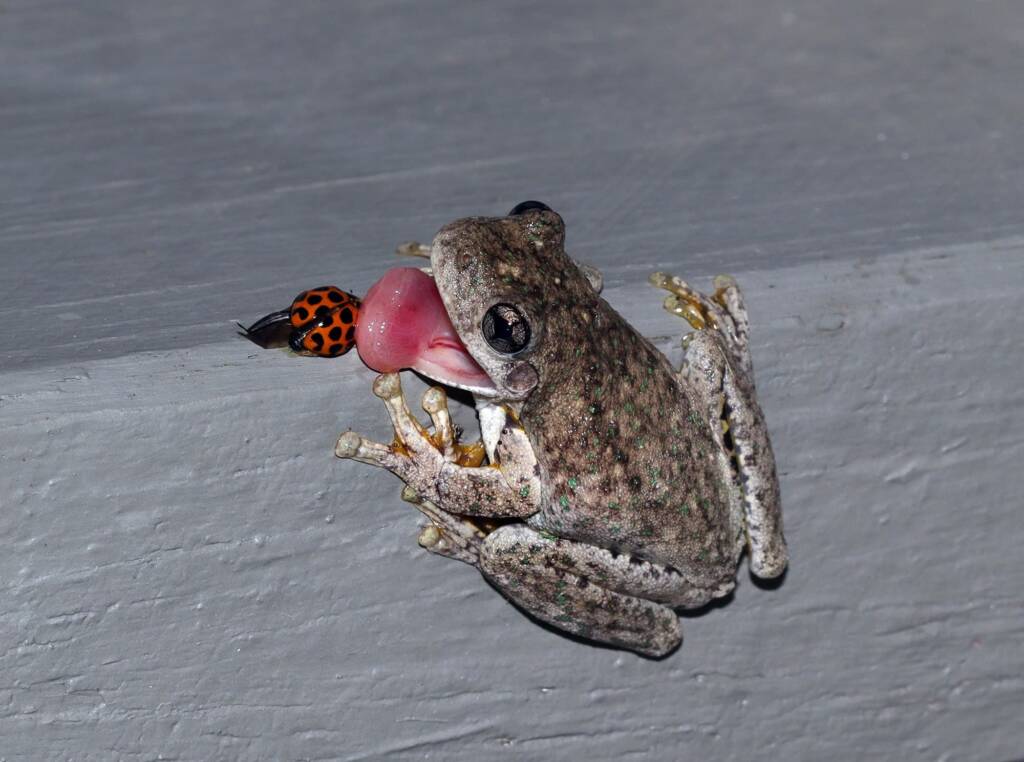 Emerald-spotted Tree Frog (Litoria peronii) © Ann van Breeman
