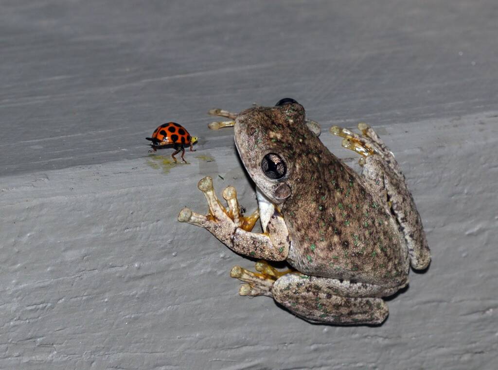 Emerald-spotted Tree Frog (Litoria peronii) © Ann van Breeman