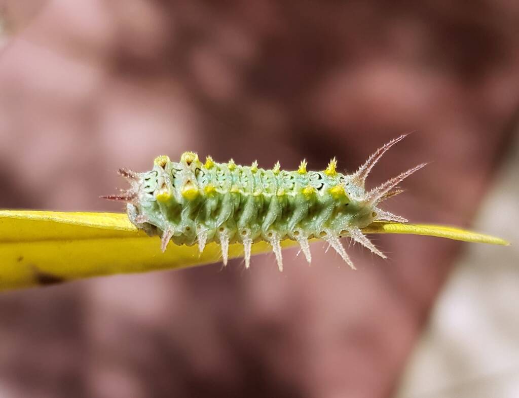 Four-spotted Cup Moth (Doratifera quadriguttata)