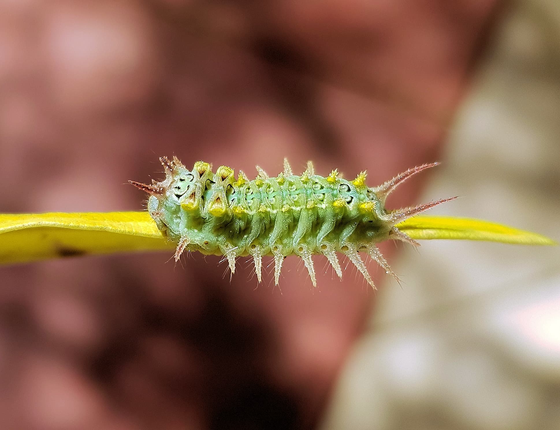 Four-spotted Cup Moth (Doratifera quadriguttata)