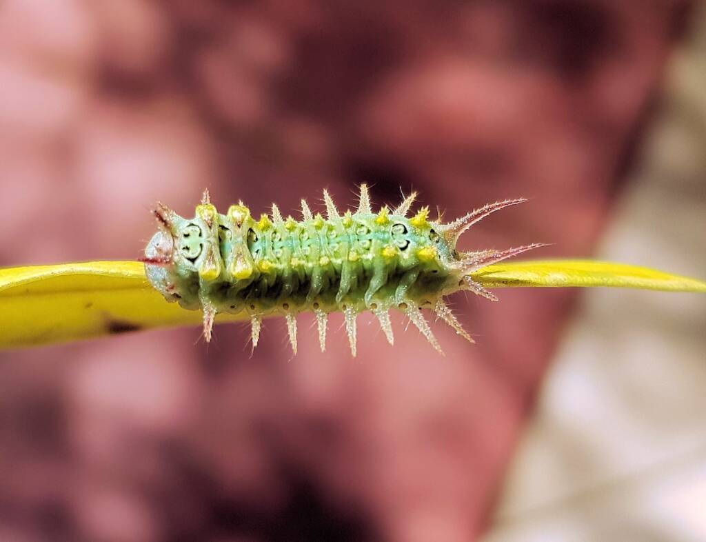 Four-spotted Cup Moth (Doratifera quadriguttata)