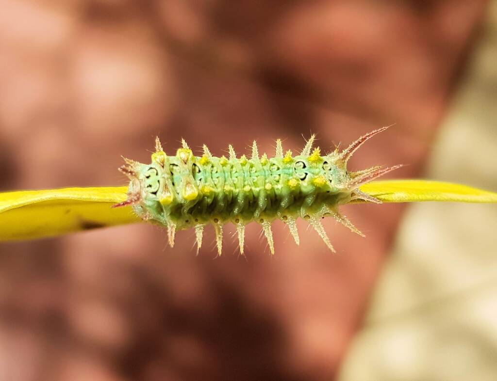 Four-spotted Cup Moth (Doratifera quadriguttata)