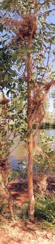 Height of the flood water through the Hugh River, Redbank Waterhole