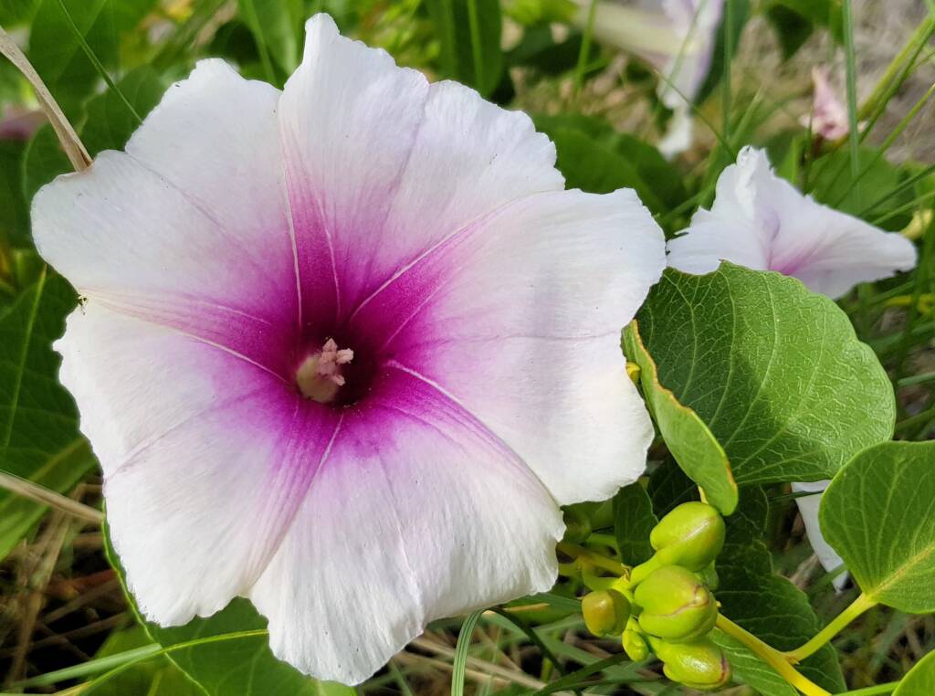 Potato Vine (Ipomoea costata)