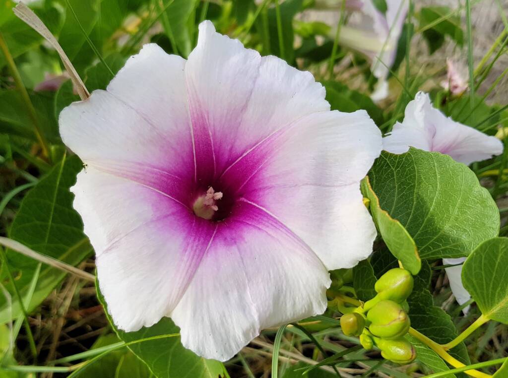 Potato Vine (Ipomoea costata)