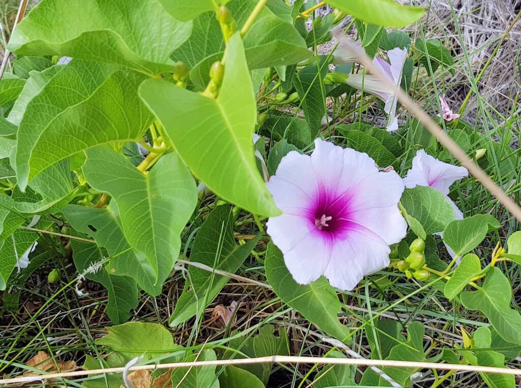 Potato Vine (Ipomoea costata)
