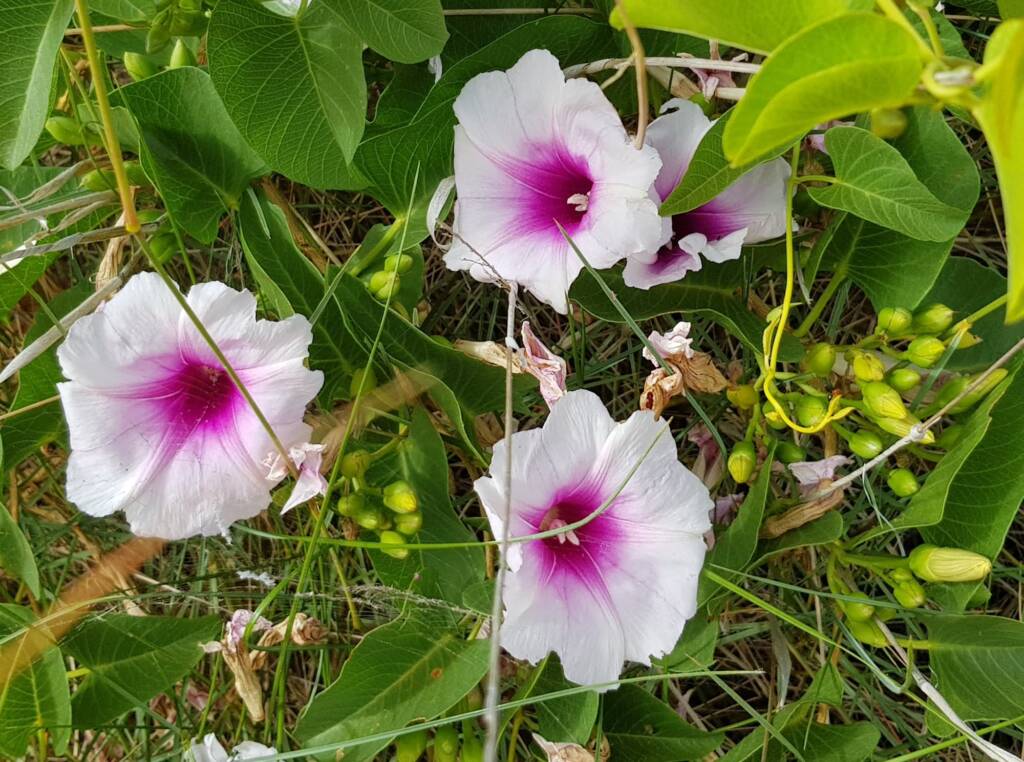 Potato Vine (Ipomoea costata)