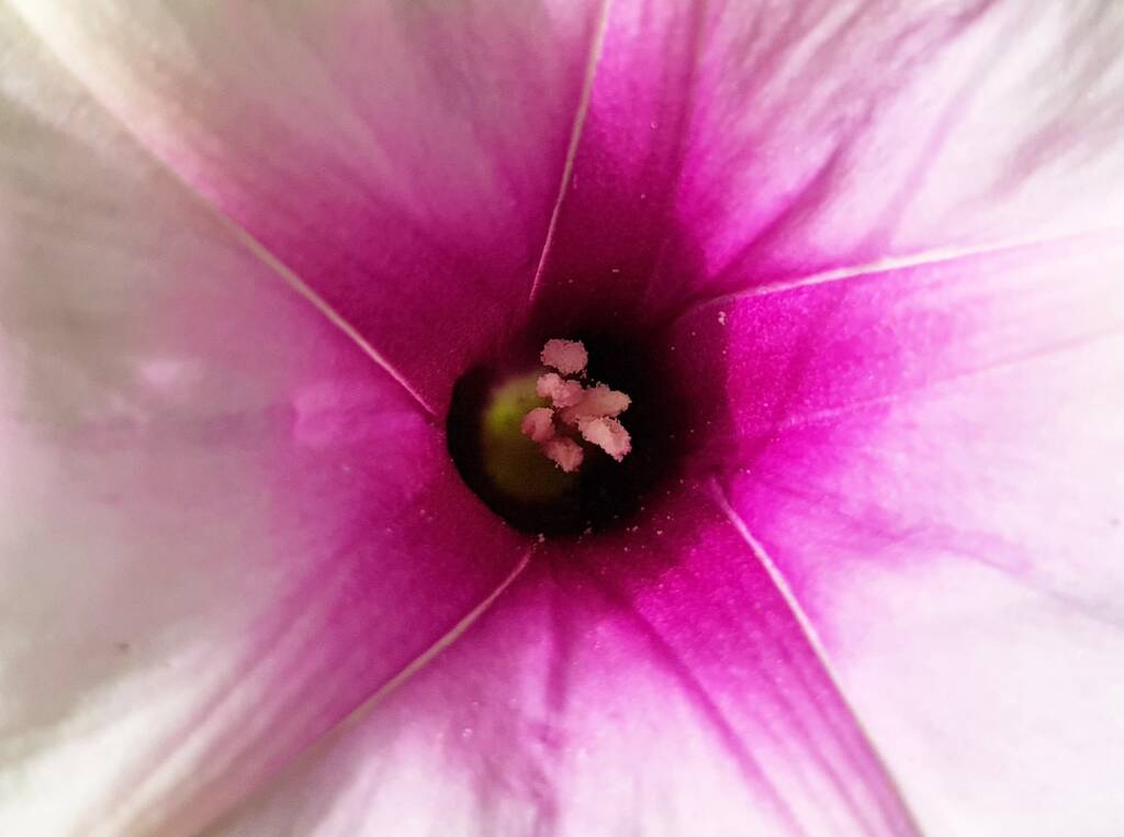 Potato Vine (Ipomoea costata)