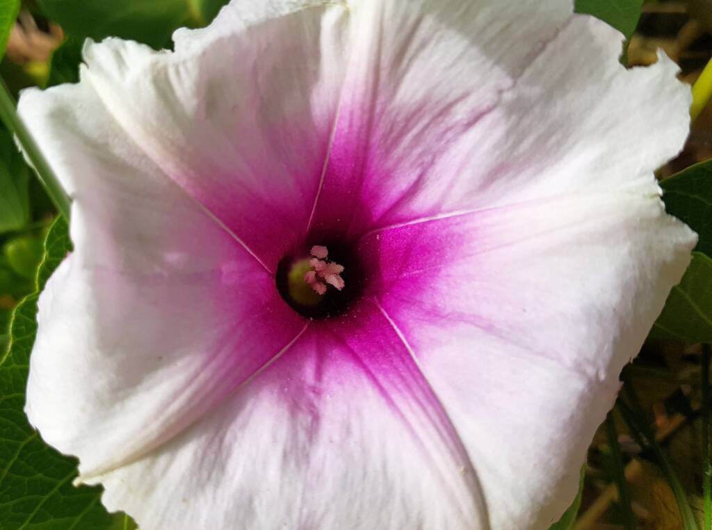 Potato Vine (Ipomoea costata)