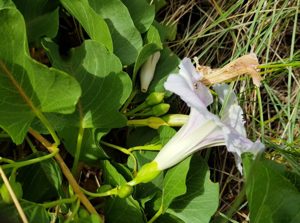 Potato Vine (Ipomoea costata)
