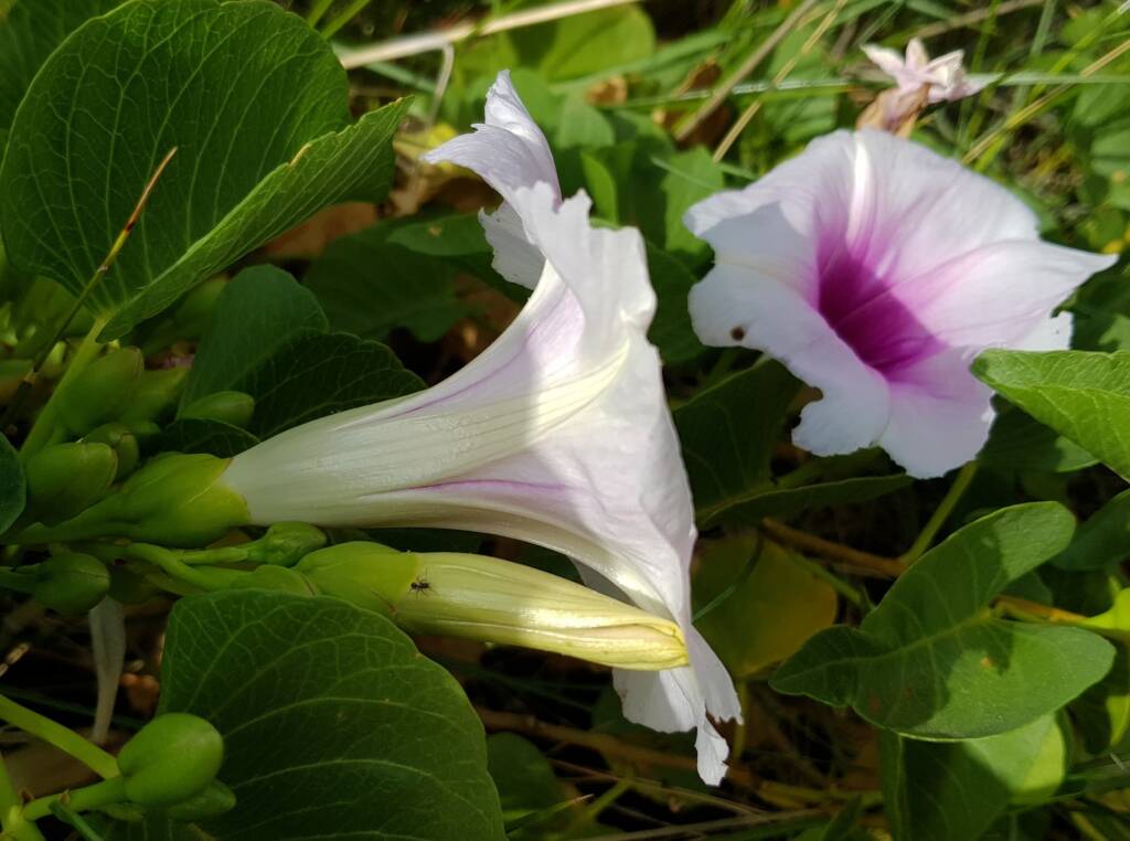 Potato Vine (Ipomoea costata)