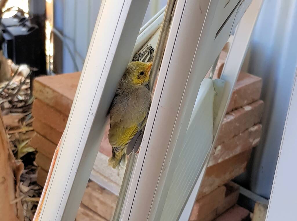 Juvenile White-plumed Honeyeater (Ptilotula penicillata), Alice Springs, NT