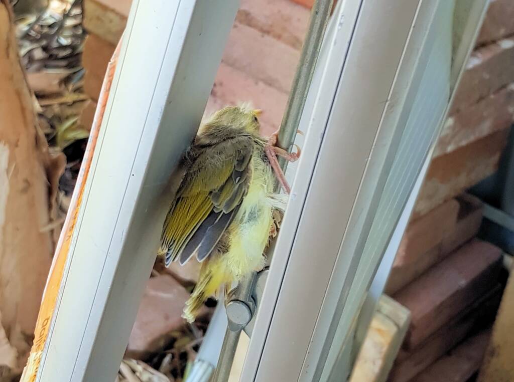 Juvenile White-plumed Honeyeater (Ptilotula penicillata), Alice Springs, NT