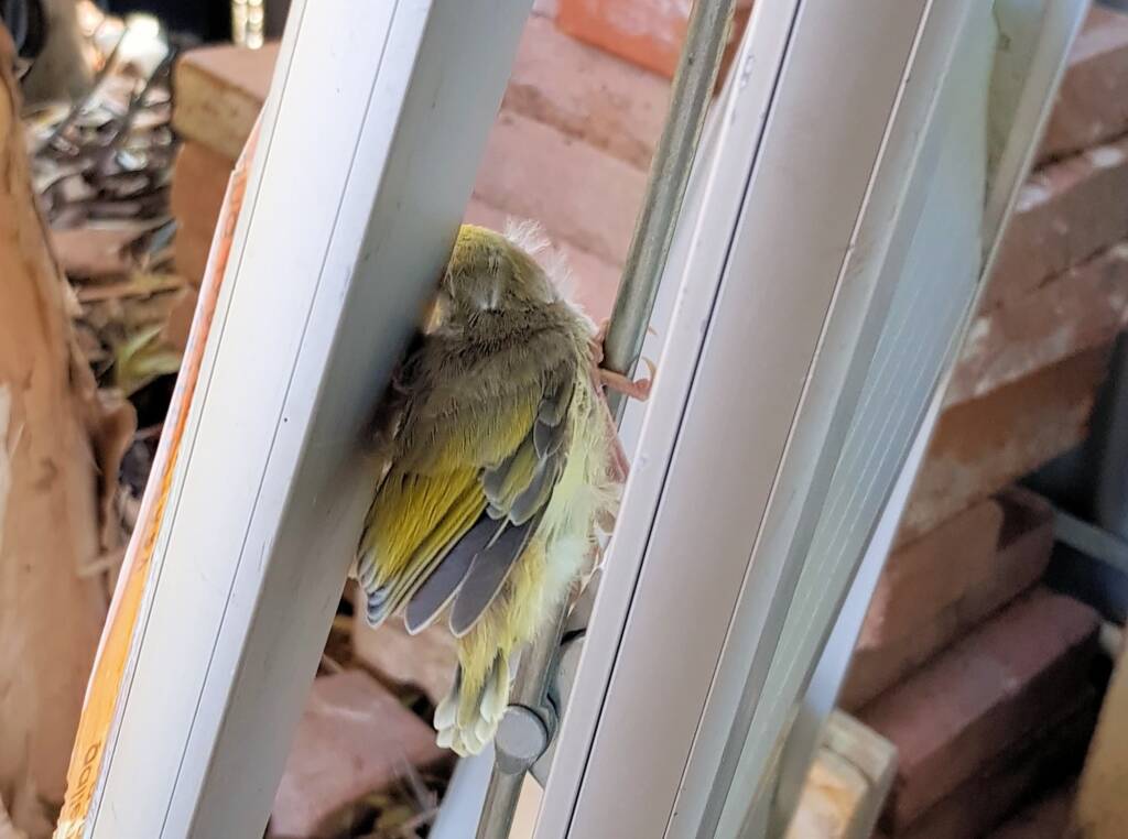 Juvenile White-plumed Honeyeater (Ptilotula penicillata), Alice Springs, NT