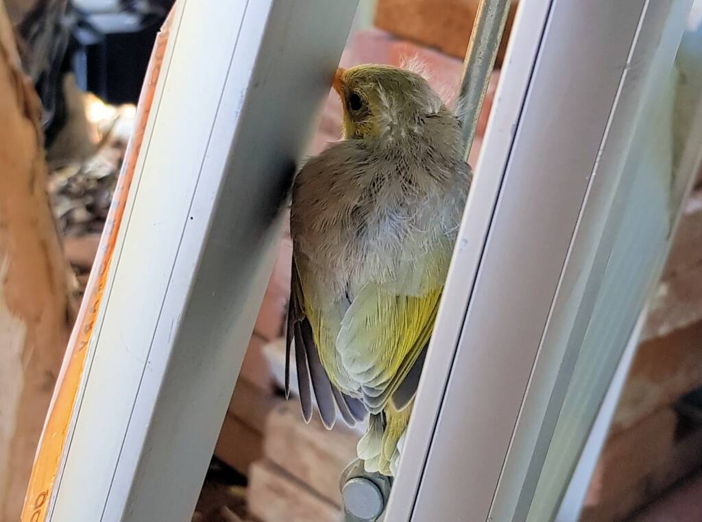 Juvenile White-plumed Honeyeater (Ptilotula penicillata), Alice Springs, NT