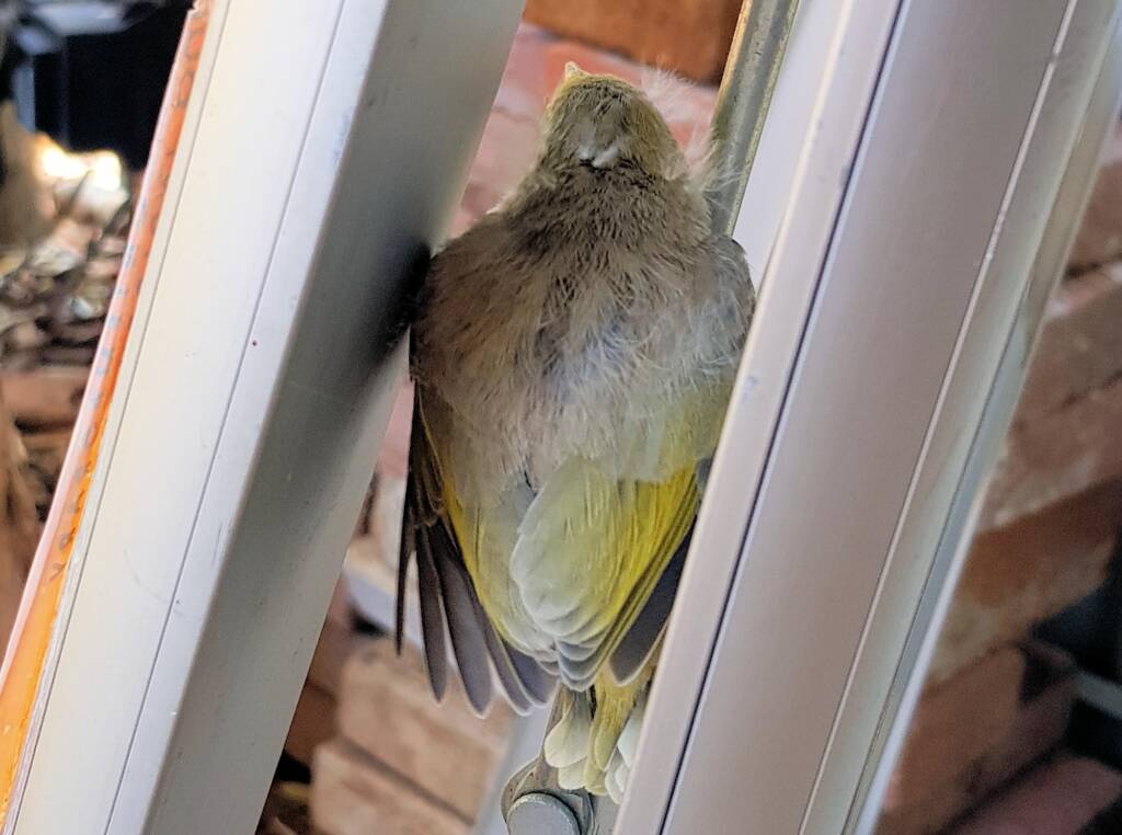 Juvenile White-plumed Honeyeater (Ptilotula penicillata), Alice Springs, NT