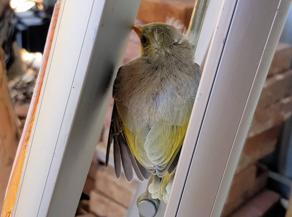 Juvenile White-plumed Honeyeater (Ptilotula penicillata), Alice Springs, NT